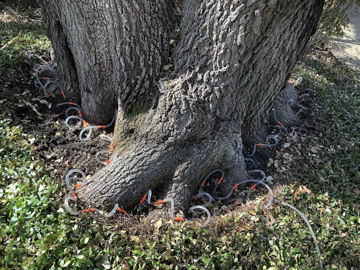 Detailed Tree Cabling and Bracing job site in Mineral Springs