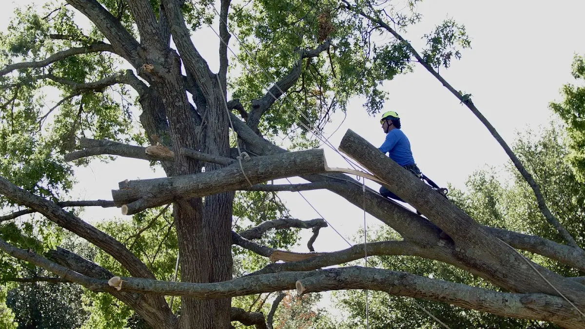 Professional Crown Thinning performed by certified arborists in Mineral Springs