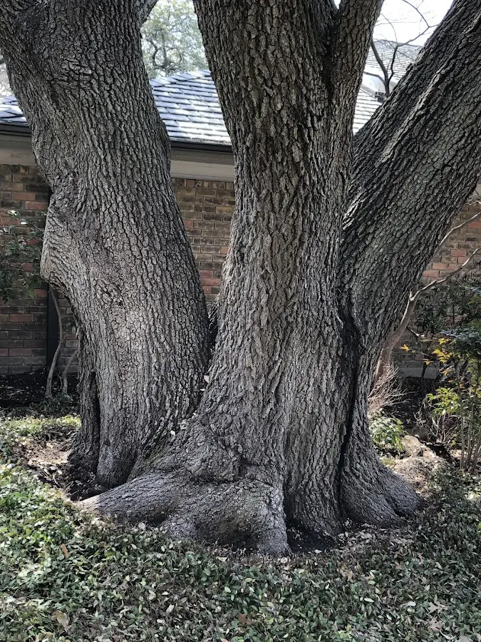 Mature heritage tree close to a Mineral Springs property cared for by certified arborists